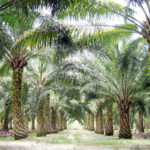 Ellah Lakes, Indonesia's ban on oil palm products exportation puts pressure on Nigerian producers
