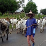 Five killed, 10 missing as suspected herders launch renewed attack in Benue, Tension in Ondo community, 7-day ultimatum Fulani Miyetti Allah tells members, cows, herdsmen, Delta, Addressing herders’ crisis