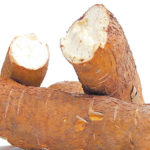 cancer cassava