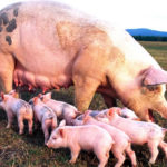 pork production