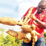 cassava disease