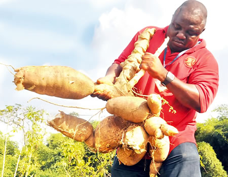 cassava disease
