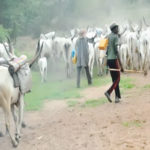 Include herdsmen in conditional, Straying cow kills 3-month-old, Cattle dealers, Herdsmen, Kwara issues seven-day ultimatum, 107 not 4000 herdsmen, herdsmen, Benue, Kogi, MIYETTI,cattle herders in Anambra, Herder-farmers’ conflict, law banning open grazing in Ebonyi