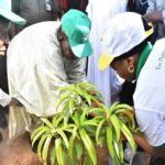 Tree Planting