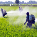 AAPN seeks legislation to ban toxic pesticides from markets, pest Flour Mill Sterling Bank farmers methyl bromide, chemical