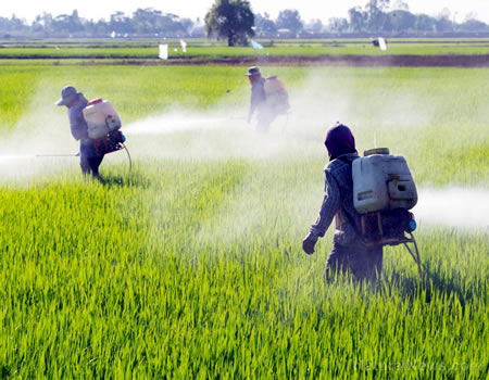 AAPN seeks legislation to ban toxic pesticides from markets, pest Flour Mill Sterling Bank farmers methyl bromide, chemical