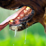 Anambra anti-rabies vaccination campaign,rabies, End rabies, dogs