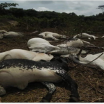 cows, lightning, Osun, Lightning kills 15 cows in Ekiti