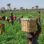 FCMB Unilever Psaltry farmers,cassava developed by NextGen project, NDE disburses N9.3m loan, Produce sellers want agric, farmers on innovative, 820 farmers selected to plant, value addition for Irish potato, farmers agricultural 400 Gombe youths, farmers Kogi, APPEALS project, farmers, farmers, seeds, NASC, COVID-19, palliatives, v