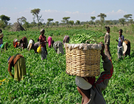 FCMB, Unilever partner Psaltry International to empower 10,000 rural farmers