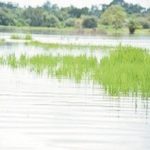 Flood destroys farms, Flood