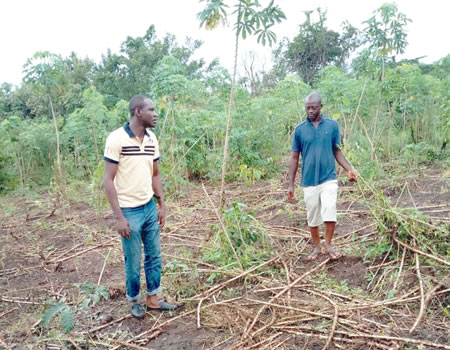 farmers