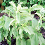 Stevia