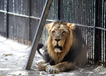 Lion