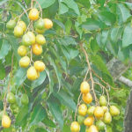 Spondias mombin,hog plum leaves, erectile dysfunction, sore throat, tooth decay, central nervous system