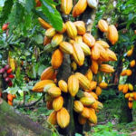 Cocoa farmers seek more FG’s support WACOT Limited supports 3500 farmers cocoa farming, agricultural, etung local government, landlord communities