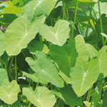 Cocoyam