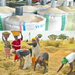 rice, cost of rice, local rice, rice production, foreign rice
