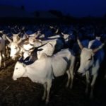 cattles