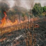 Avoid bush burning, Wildfires have effects on climate change bush