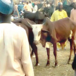 Miyetti Allah decries attacks, Police arrest three suspected