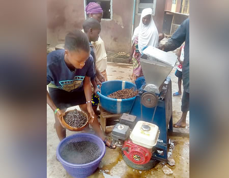locust bean, retiree, garri, maize, processing, process, in, machine