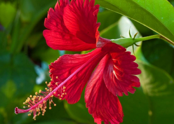 Hibiscus flower