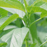 jute leaf, ewedu