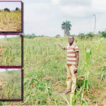 ekiti