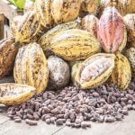 Cocoa processors NAFDAC, COCOA NEPC