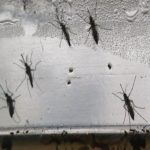 Mosquito