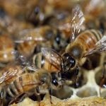 Bees, Food security: Bee pollination increases agricultural yield ― Ministry