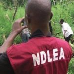 NDLEA destroys Indian hemp, NDLEA, Kogi, cannabis, NDLEA, cannabis sativa