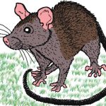 Lassa fever