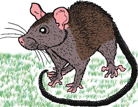 Lassa fever