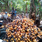 cocoa value chain in Cross River, FCC cocoa production, PIND CRIN farmers Cocoa ,PIND CRIN enter , Nigerian farmers pests diseases,Cocoa farmers target production to surpass Ivory coast, Ghana in five years, Cocoa farmers want synergy , Cocoa farmers lose N55bn , Cocoa farmers plan summit, CBN, cocoa, CFAN, Osun empowers cocoa farmers