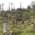 emergency on deforestation, Deforestation
