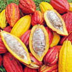 NEPC cocoa estates, Cross River,