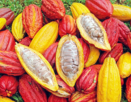 NEPC charges cocoa exporters to leverage potentials in international market