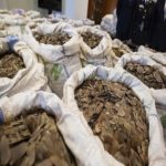Pangolin scales, export of N22.3bn pangolin scale
