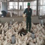animal feed feed Farmers poultry broiler processing, Poultry farmers