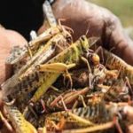 Somalia, locusts