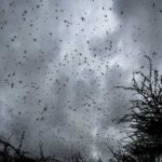 Somalia, Lid, Locust
