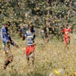 Sudan, Swarms