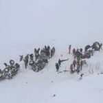Turkey, avalanche