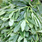 water leaf boost memory later in life