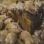 Bauchi, Lassa fever, NMA, Kogi