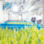 technology agriculture agro processors, agriculture,Sharubutu COVID-19