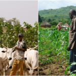 Artificial insemination of livestock, IFAD-VCDP sensitises farmers, Nigeria is losing N5.04trn annually to herders/farmers conflict, NLTP, Farmers/Herders clash, herders on conflict resolution techniques, cattle compulsory periodic farmer/herders meeting, Mutual understanding will curb farmer-herder crisis – JDPC