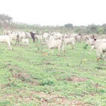 farmers